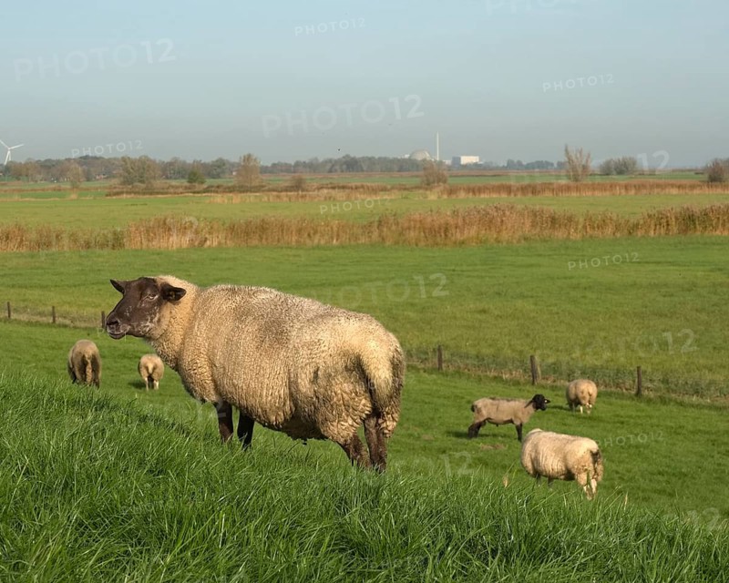 Sheep at the Strohauser Plate on the Weser. In the background