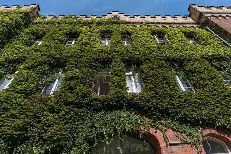 Facade of the district court overgrown with wild virginia creeper