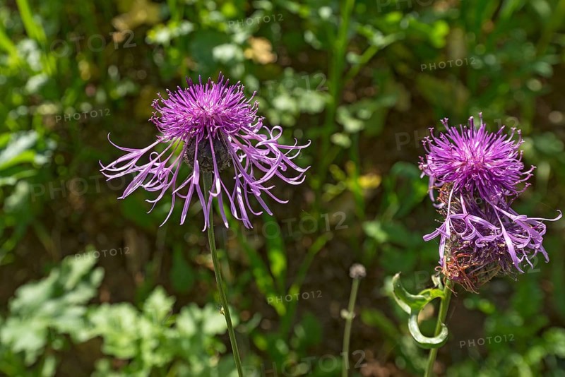 Flowers of a brown knapweed