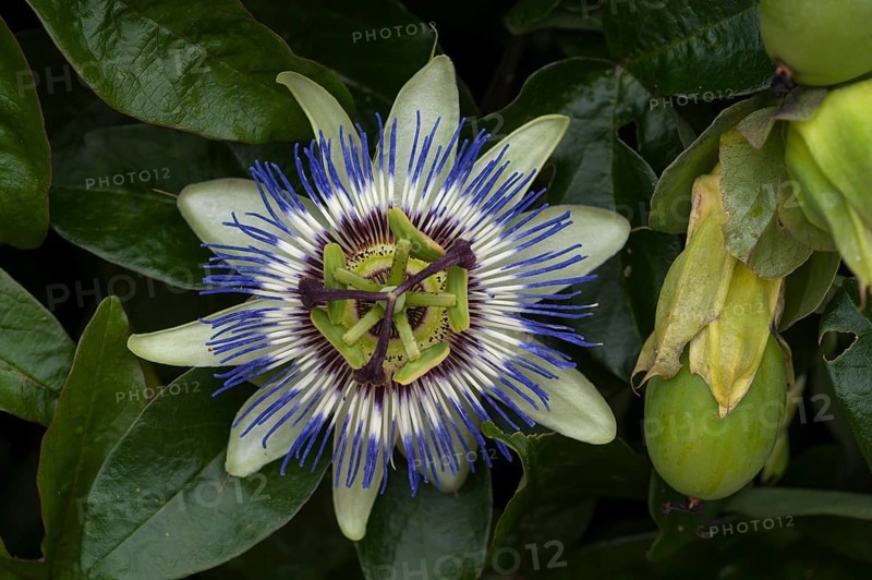 Flower of a Blue blue passion flower