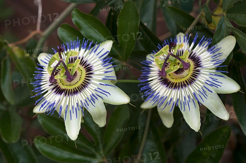 Flowers of a Blue blue passion flower