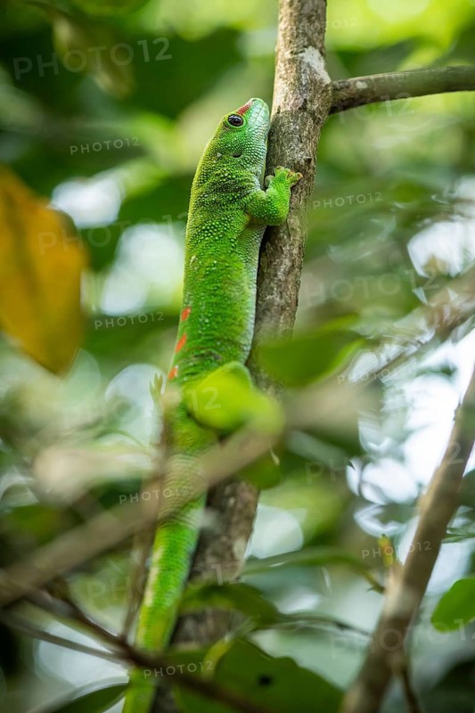 Madagascar giant day gecko