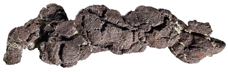 Coprolite