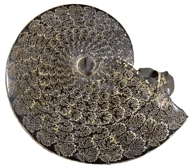 Fossil Ammonite Showing Growth Plates
