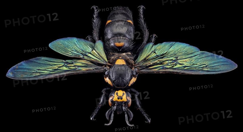 Giant Scoliid Wasp