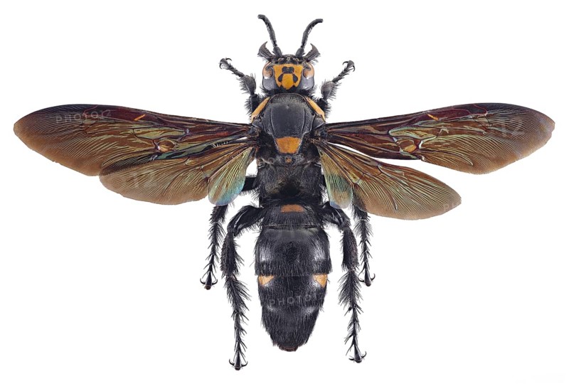 Giant Scoliid Wasp