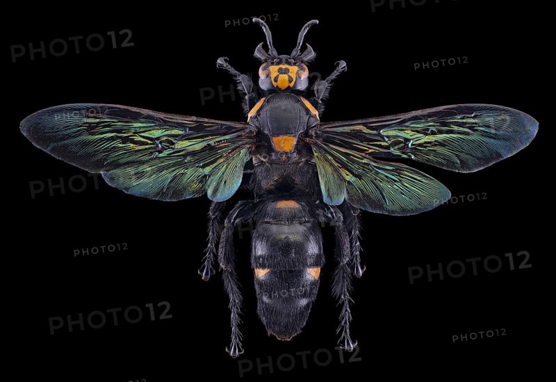 Giant Scoliid Wasp