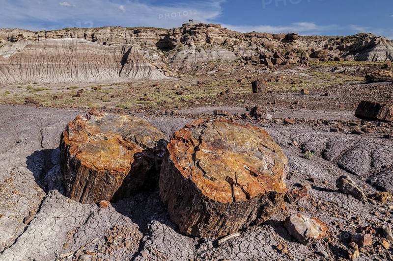 Petrified Forest National Park
