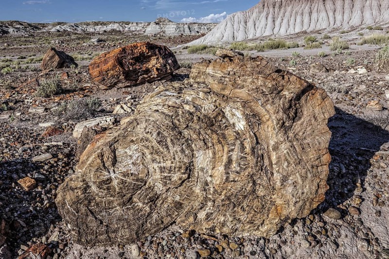 Petrified Forest National Park