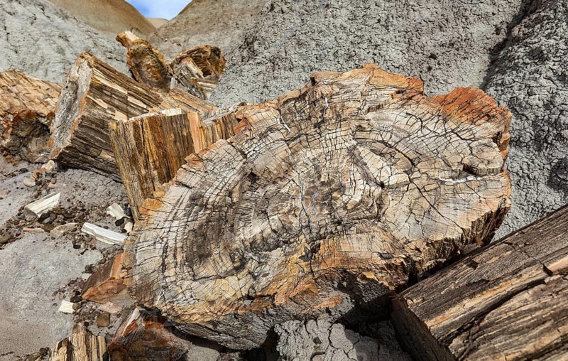 Petrified Forest National Park