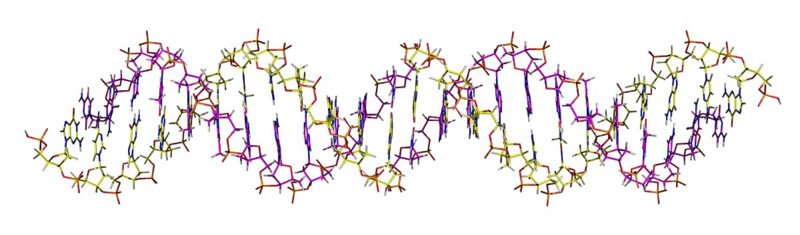 Deoxyribonucleic acid