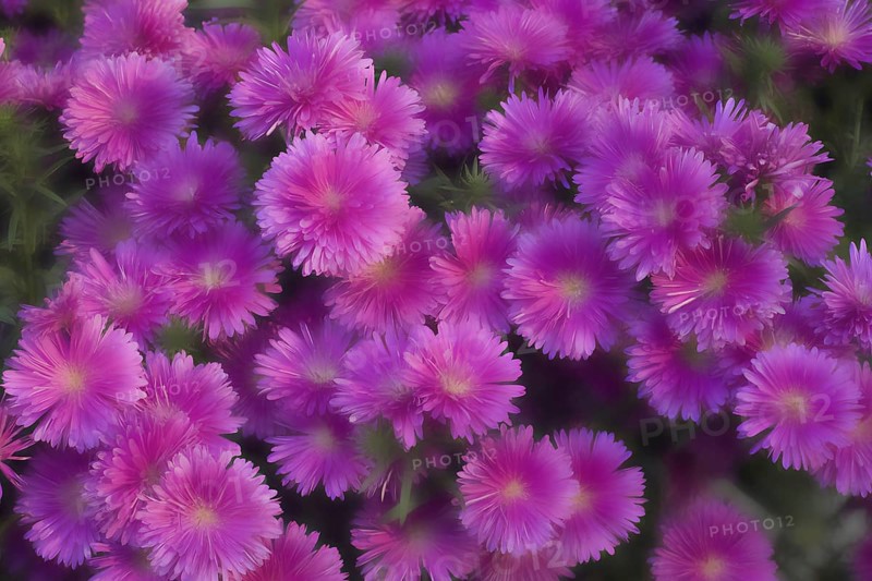 Cultivated Asters