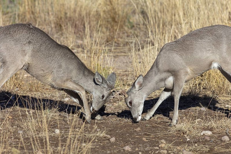 Coues' White-tailed deer