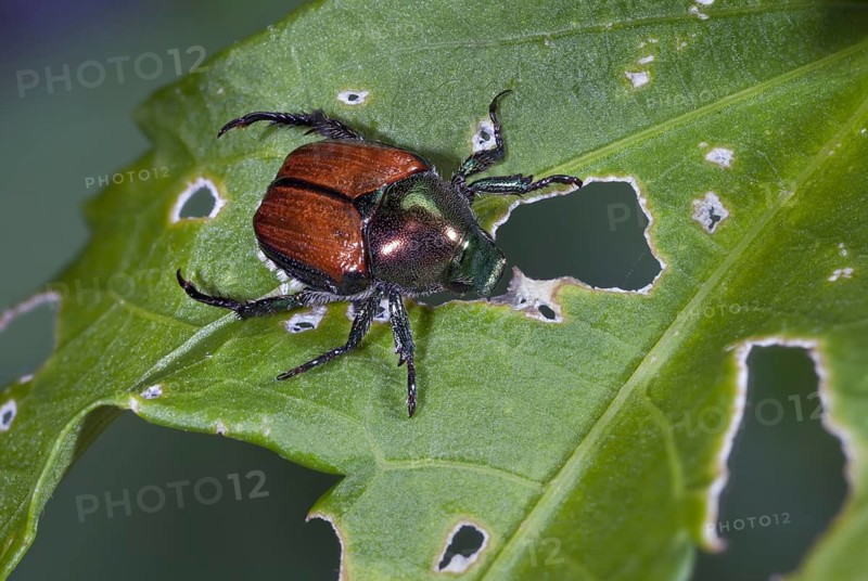 Japanese Beetle