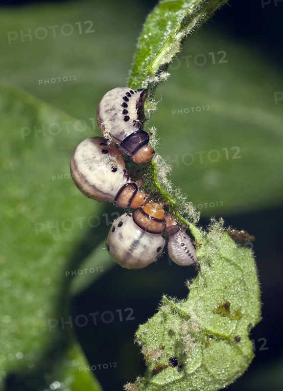 Colorado Potato Beetle Larvae Eating Eggplant Leaves- Leptinotarsa undecemlineata