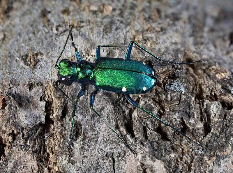 Six-spotted Green Tiger Beetle Cicindela sexguttata