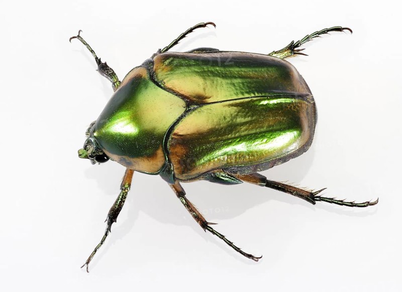 Green June Beetle