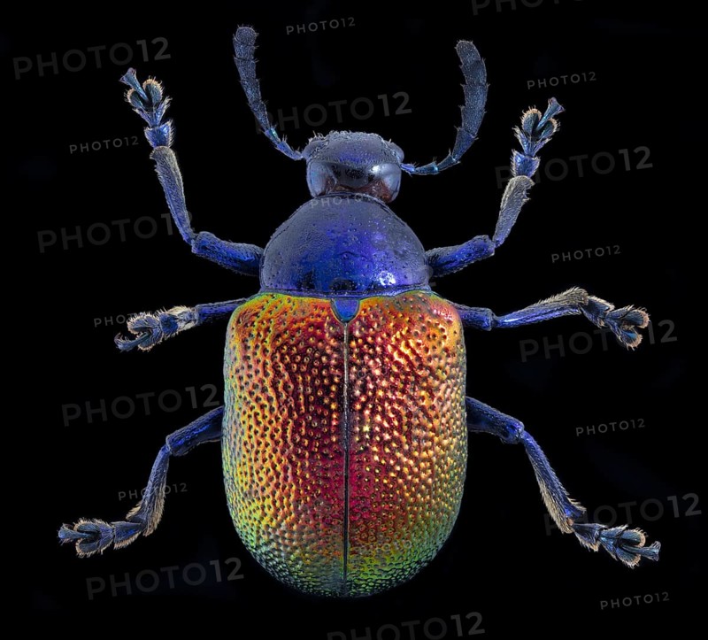 Dogbane Beetle