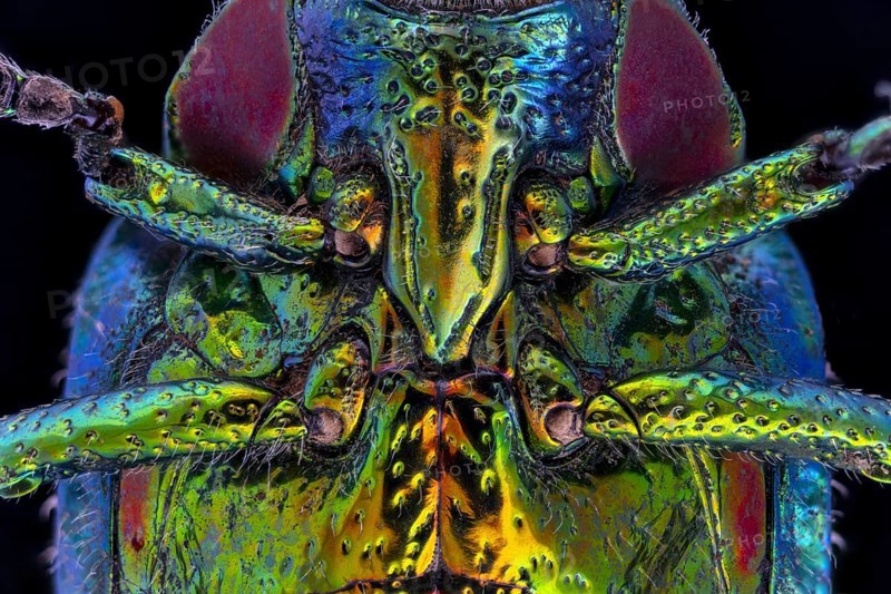 Wood Boring Beetle Underside Showing Leg Sockets
