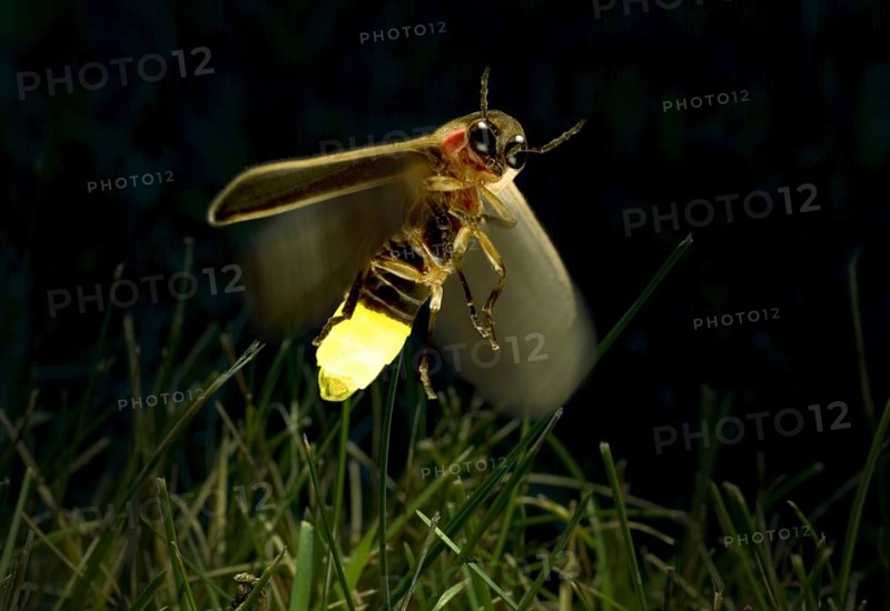 Firefly