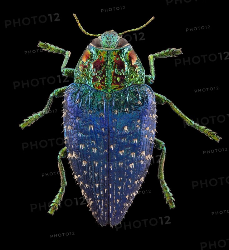 Wood Boring Beetle