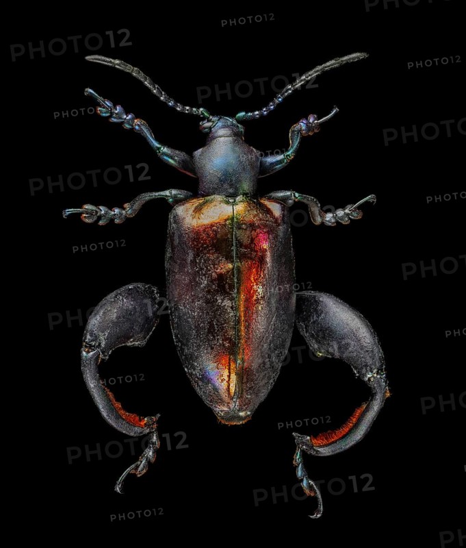 Irridescent Frog-Legged Leaf Beetle