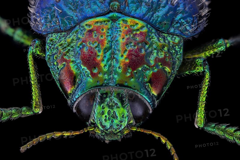 Wood Boring Beetle