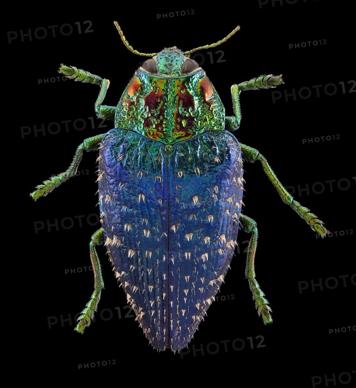 Wood Boring Beetle