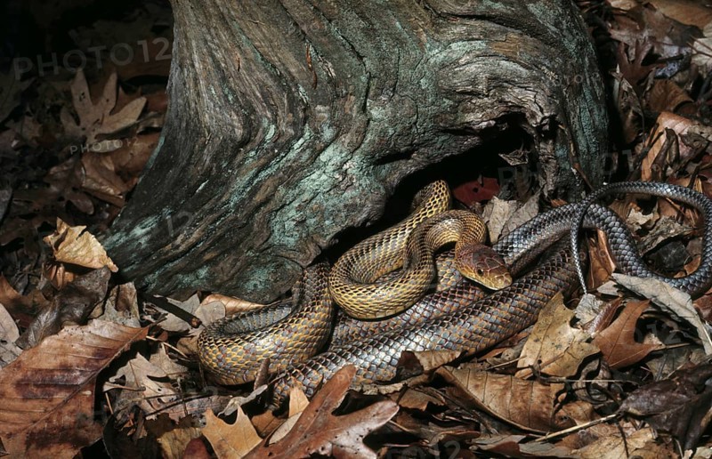 Baird's Ratsnake