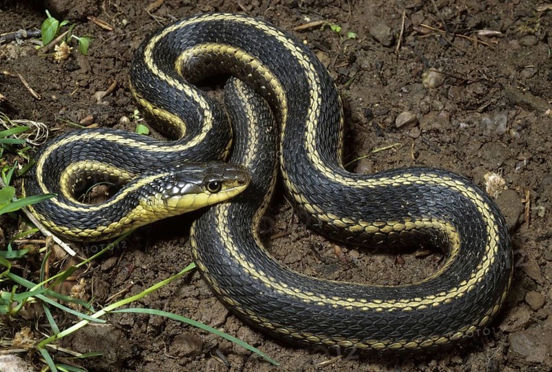 Eastern Garter Snake