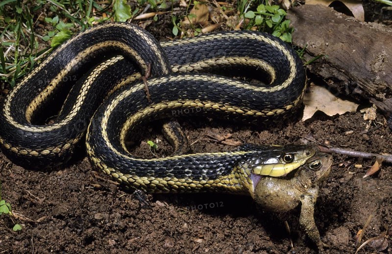 Eastern GARTERSNAKE DEVOURING TOAD