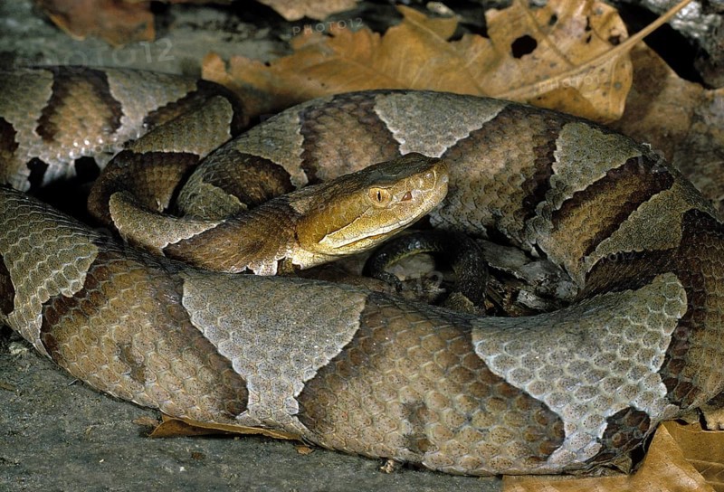 Northern Copperhead