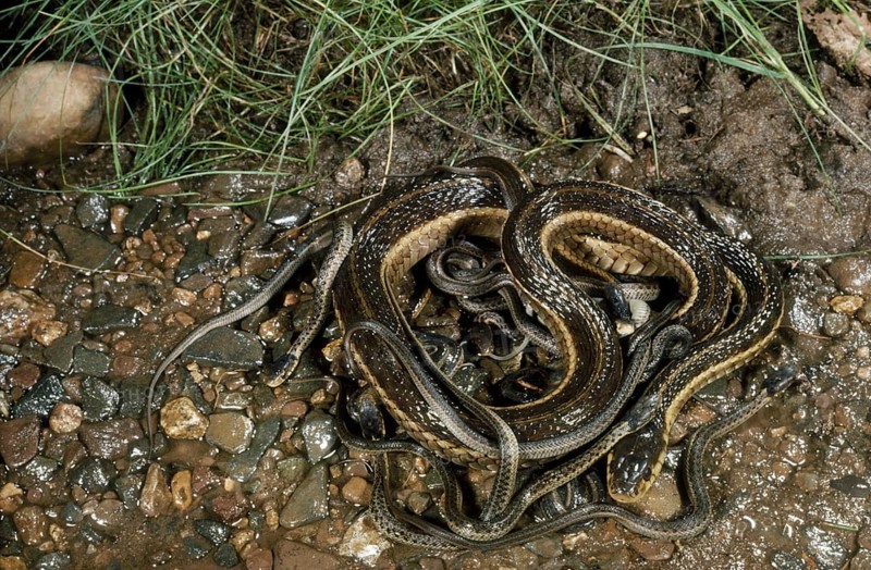E. GARTERSNAKE WITH NEWBORN Thamnophis sirtallis sirtallis
