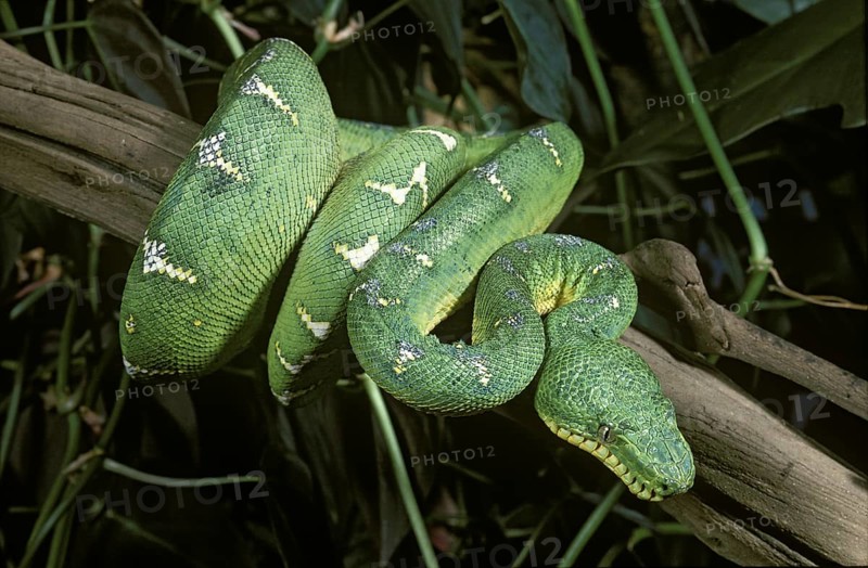 Emerald Tree Boa