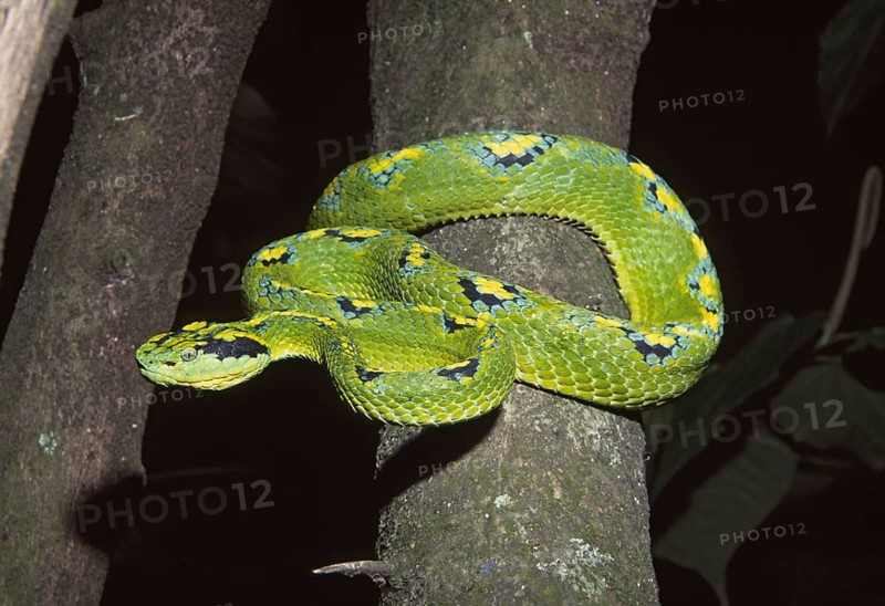 PALM VIPER