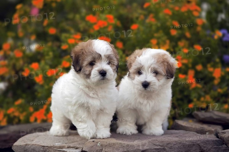 The Coton de Tular is a small breed of dog. It is named after the city of Tulear in Madagascar
