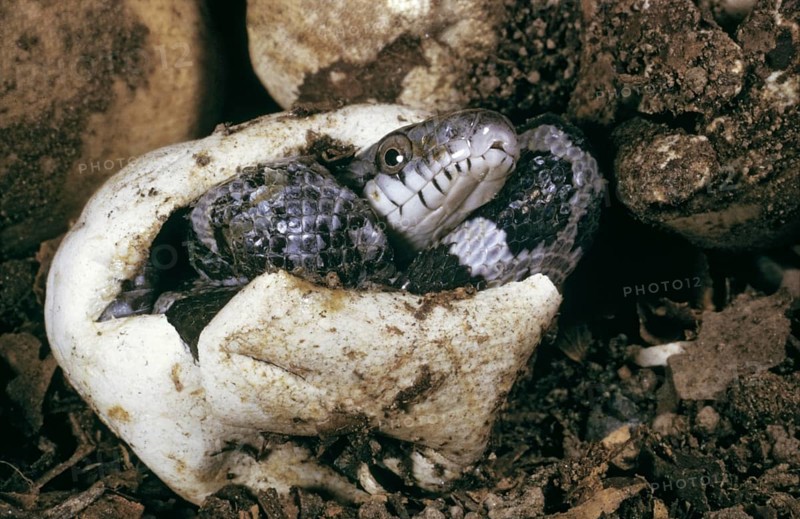 HATCHING BLACK RAT SNAKE