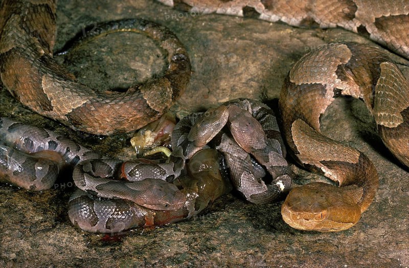 Mother Copperhead Snake & Newborn Brood