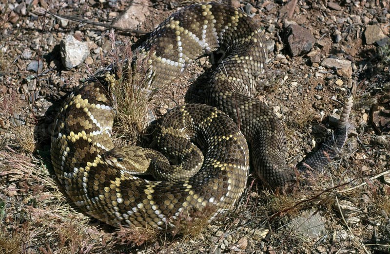 MEXICAN WEST COAST RATTLESNAKE