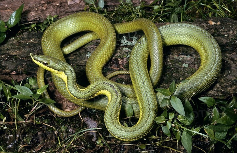 GREEN VINE SNAKE