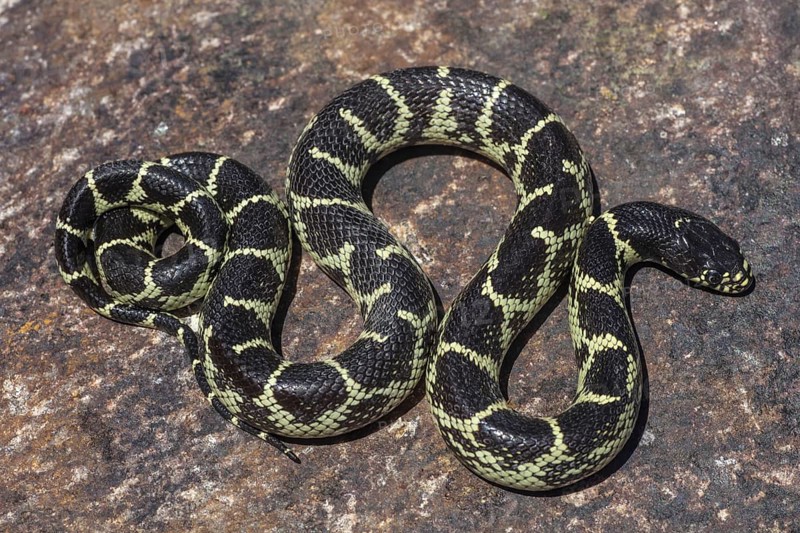 Desert King Snake