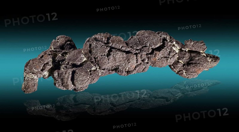 Coprolite