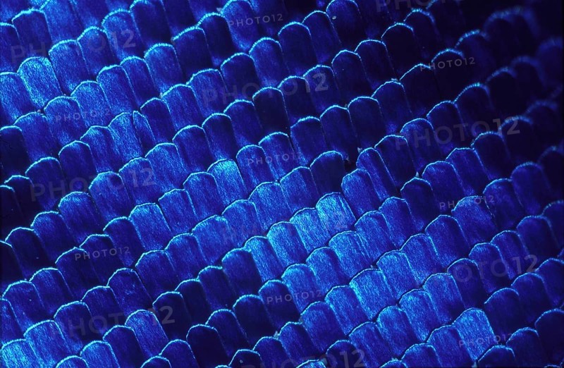 Morpho Butterfly Wing Scales at 40x