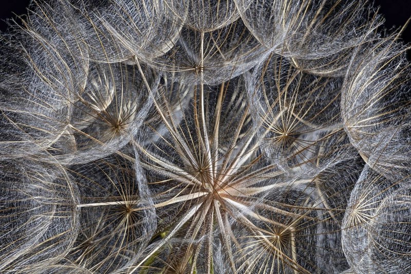Western Salsify