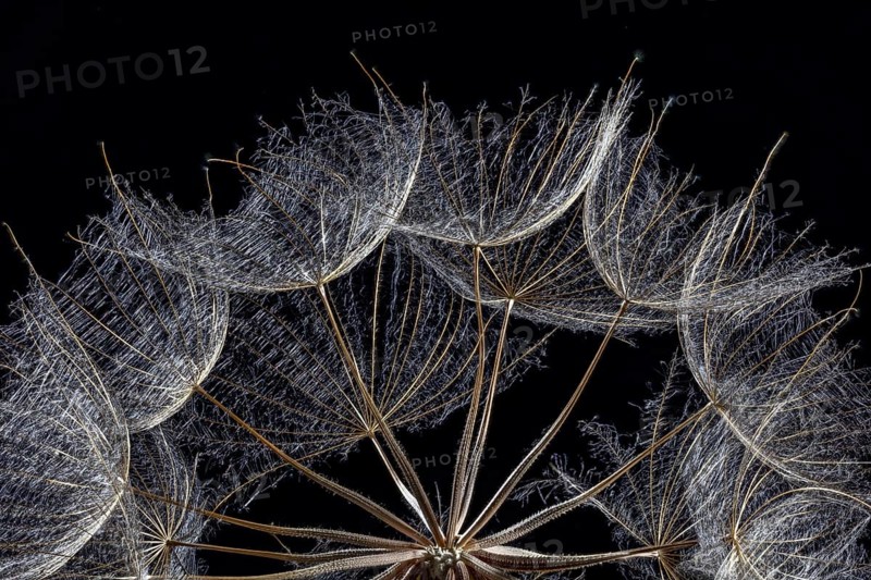Western Salsify