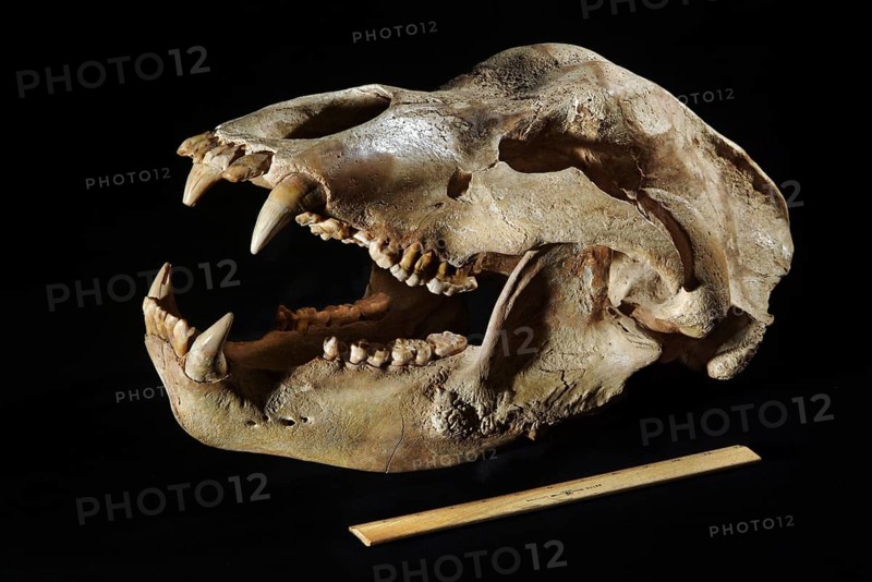 Cave Bear