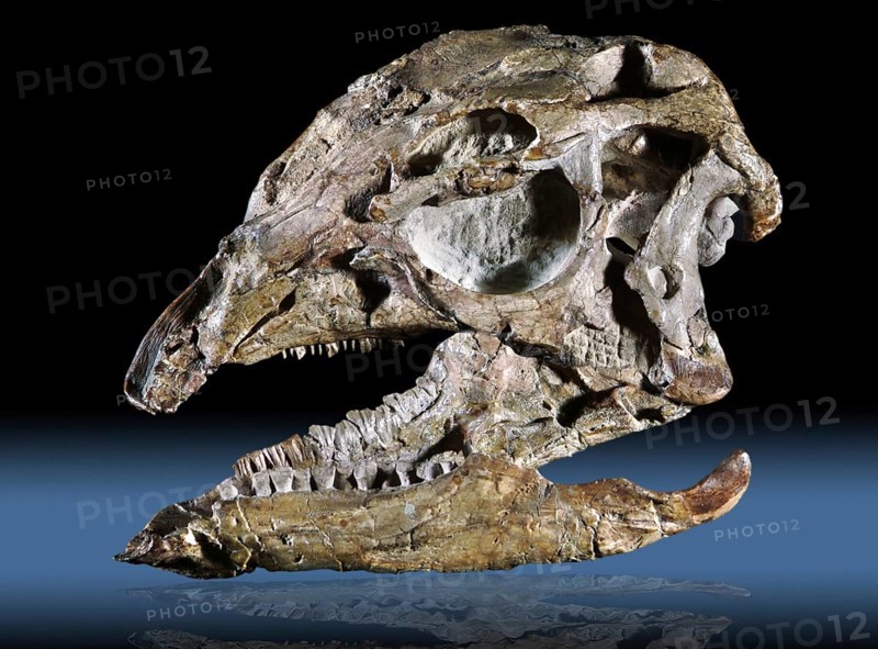 Fossil Skull & Jaw
