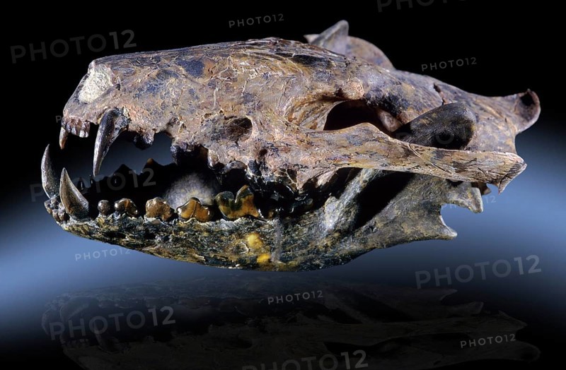 Short-Faced Bear fossil
