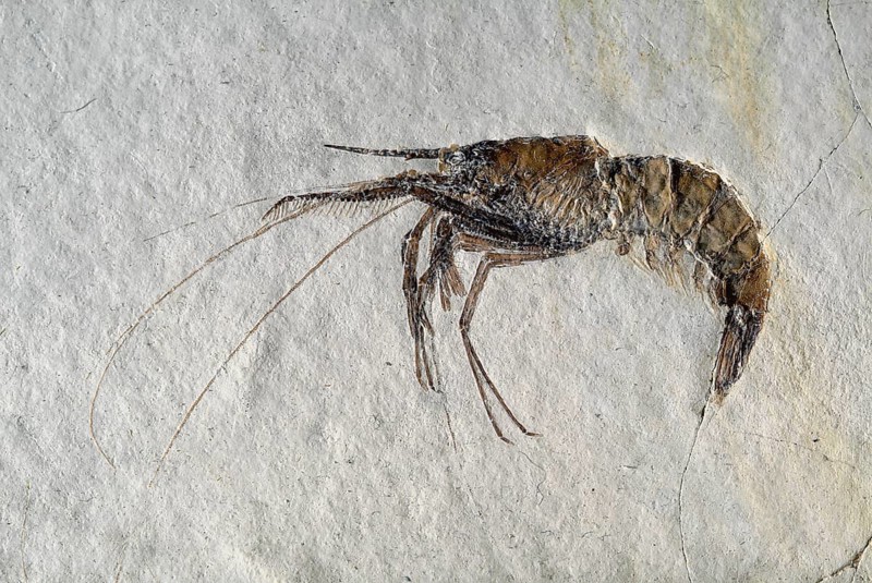 Aeger tipularius