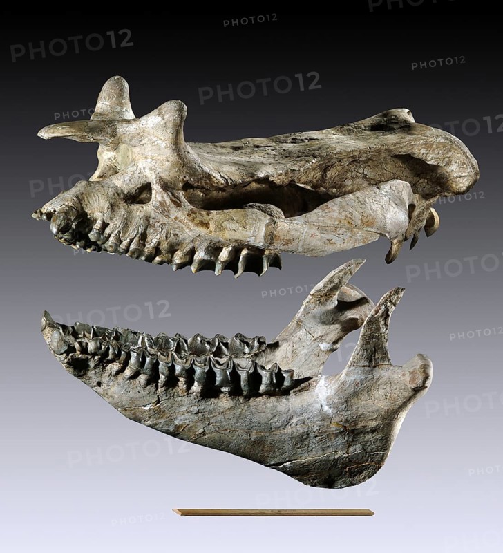 Huge Brontotherium leidyi Skull and Lower Jaw